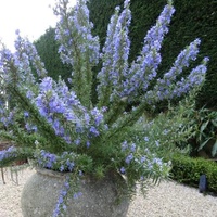 Rosemary Tuscan Blue - Rosmarinus officinalis Tuscan Blue 140mm