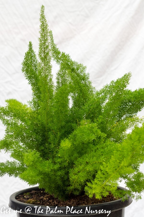 Foxtail Fern, Asparagus Fern – Eureka Farms