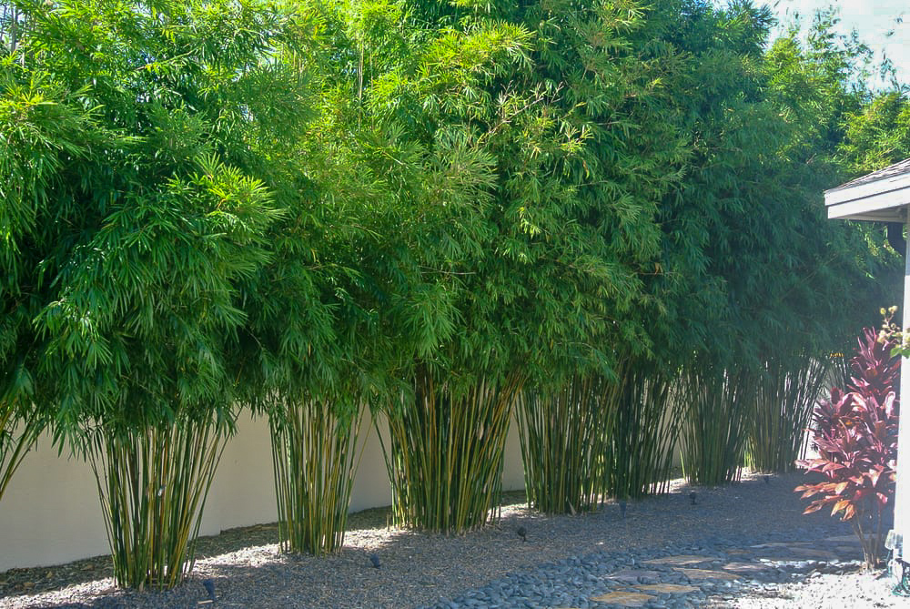 gracilis bambusa textilis slender weavers wang tsai multiplex bamboo 400mm palmnursery 300mm