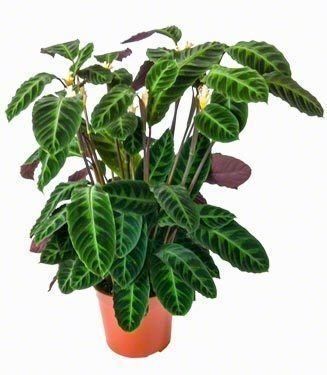 calathea kamerplanten warscewiczii chicplants 300mm tuinieren