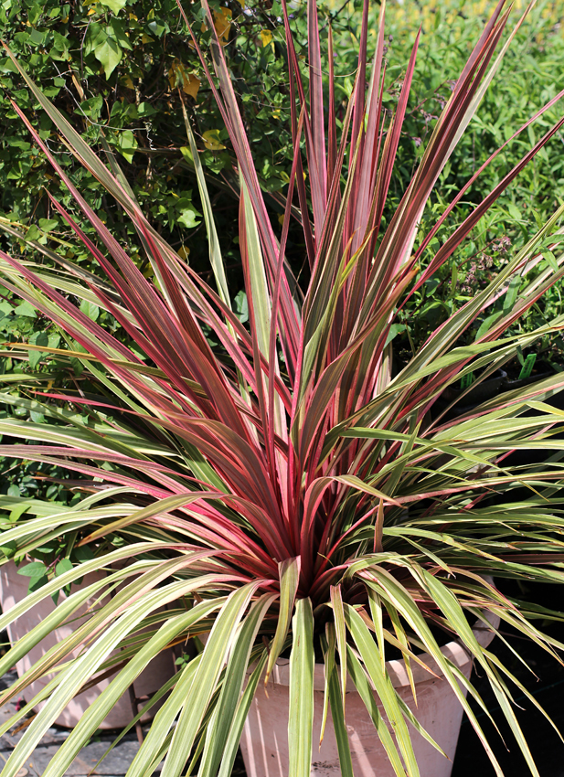 Cordyline Can Can Cordyline australis Can Can 200mm