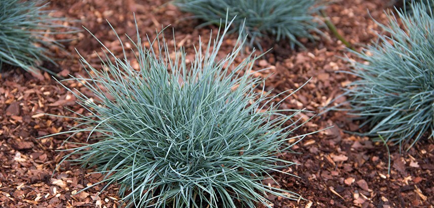 Blue Fescue Festuca Glauca 140mm