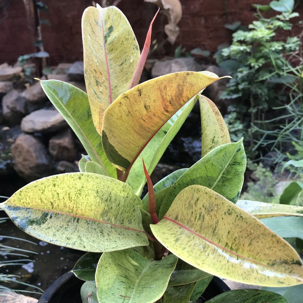 Rubber Tree Ficus Elastica Shivereana 200mm Rubber Tree Ficus Elastica Shivereana 200mm