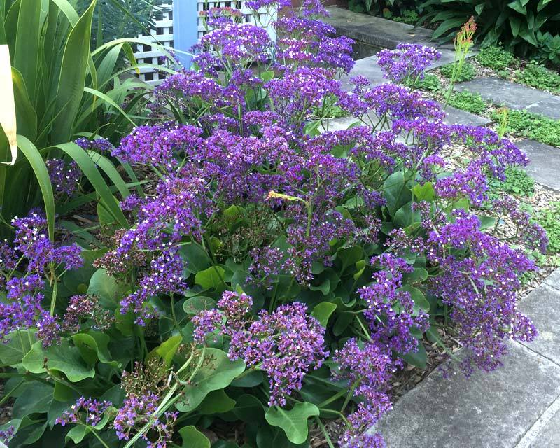 limonium perezii sea lavender statice plant blue 140mm flowers gardensonline au choose board