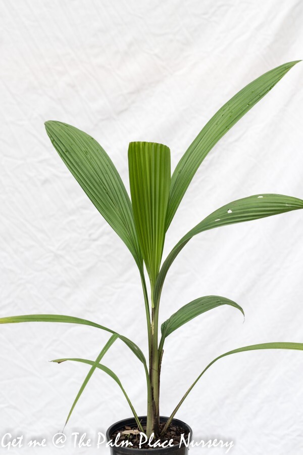 Palm Grass - Molineria Capitulata 200mm