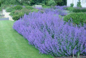 Nepeta Walkers Blue 140mm