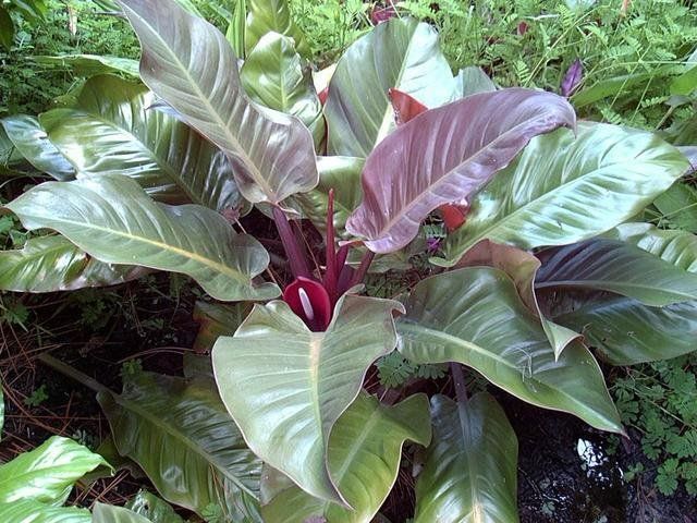 Philodendron Erubescens Red Cardinal 200mm