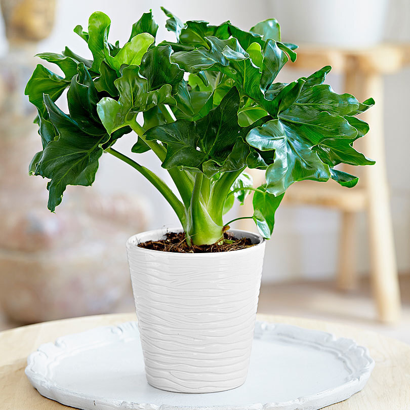 Philodendron Super Atom - Philodendron selloum Super Atom 250mm