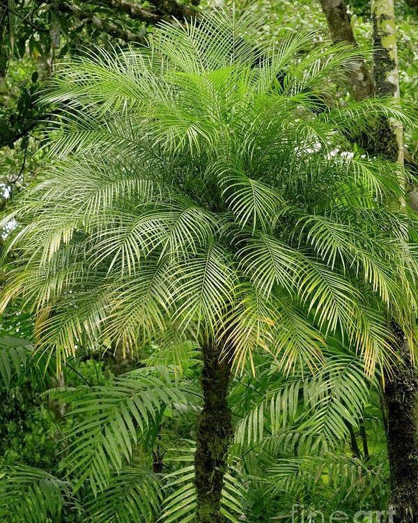 Pygmy Date Palm Phoenix Roebelenii (Large) 500mm