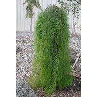 Acacia Cognata Waterfalls Standard 200mm