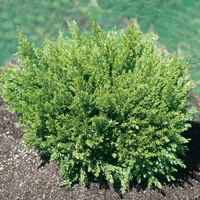 Honey Bun Wattle - Acacia howittii Honey Bun 250mm