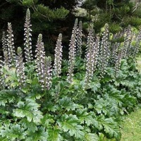 Acanthus Mollis 140mm