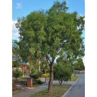 Acacia Lightwood - Acacia implexa 200mm
