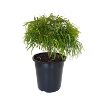 Acacia cognata Fettuccini 140mm