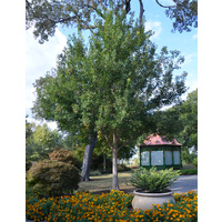 Trident Maple - Acer buergerianum 200mm