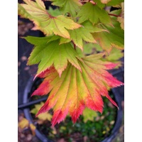 Full Moon Japanese Maple - Acer Japonicum Vitifolium 300mm
