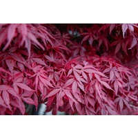 Purple Japanese Maple - Acer Palmatum Atropurpureum 300mm