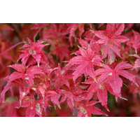 Japanese Maple - Acer Palmatum Beni Kagami 300mm