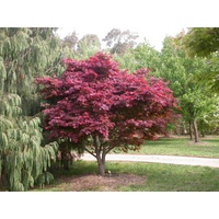 Japanese Maple - Acer Palmatum Emperor 1 300mm