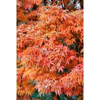 Japanese Maple - Acer Palmatum Emerald Sunset 300mm
