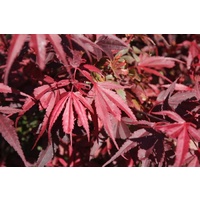 Dwarf Japanese Maple - Acer Palmatum Banzai 300mm