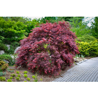 Japanese maple - Acer palmatum Inaba Shidare 300mm