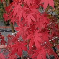Japanese Maple - Acer Palmatum Osakazuki 300mm