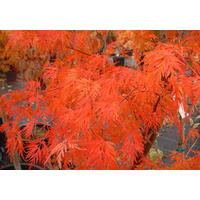 Laceleaf Japanese Maple - Acer Palmatum dissectum Seiryu 300mm
