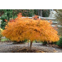 Weeping Japanese maple - Acer palmatum dissectum Waterfall 300mm