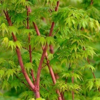 Coral Bark Maple - Acer palmatum Sango Kaku 250mm