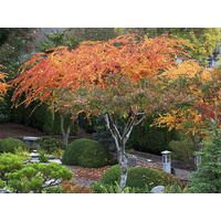 Coral Bark Maple - Acer palmatum Senkaki Sango Kaku 400mm
