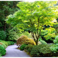 Japanese maple - Acer palmatum 200mm