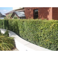 Lilly Pilly Speed Screen - Acmena smithii Speed Screen 300mm