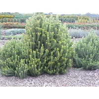 Wooly Bush - Adenanthos sericeus 140mm