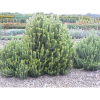 Wooly Bush - Adenanthos sericeus 200mm