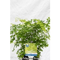 Maidenhair Fern - Adiantum Fragrans 140mm