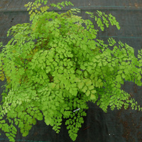Maidenhair Fern - Adiantum Fragrans 200mm
