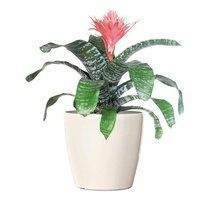 Bromeliad - Aechmea Primera 175mm