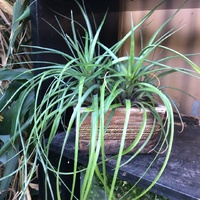 Bromeliad - Aechmea Recurvata Benrathii 100mm
