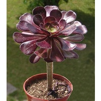 Purple Rose Aeonium - Aeonium arboreum var. atropurpureum 140mm
