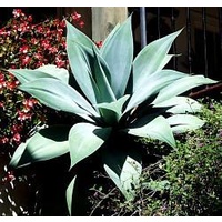 Blue Agave - Agave Attenuata Blue 250mm