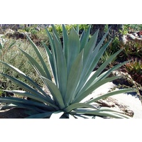 Agave Americana 400mm