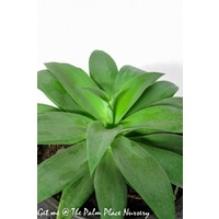 Agave - Agave Attenuata 250mm