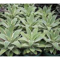 Agave "Silver Trim - Agave Attenuata Silver Trim 200mm