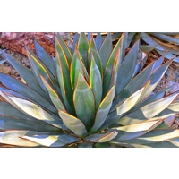Agave Blue Glow 300mm