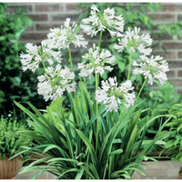 Agapanthus Dwarf White - Agapanthus orientalis Dwarf White 140mm