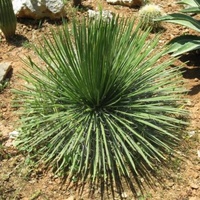 Twin Flower Agave - Agave Geminiflora 250mm