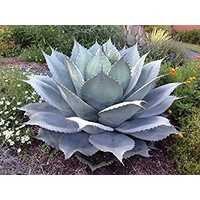Agave Whales Tongue - Agave ovatifolia Whales Tongue 250mm