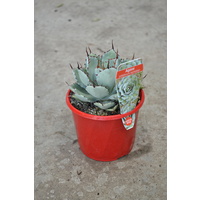 Agave potatorum kichiokan 130mm