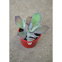 Agave potatorum 130mm